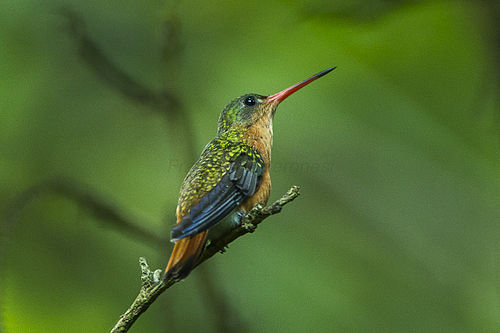 Cinnamon hummingbird